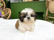 Shih Tzu talie foarte mica 