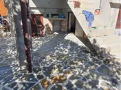 Piatra gazon plante la cele mai bune prețuri 