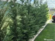 Piatra gazon plante la cele mai bune prețuri 