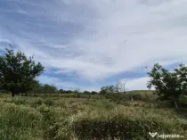 Teren 1000 mp, Oituz (Constanța)