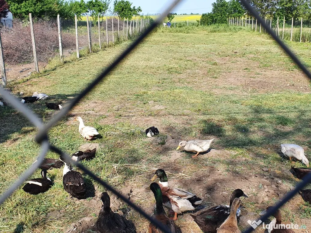 Teren 1000 mp, Oituz (Constanța)