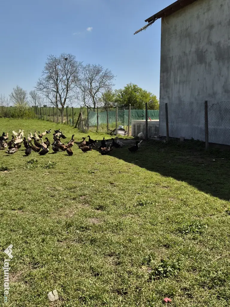 Teren 1000 mp, Oituz (Constanța)