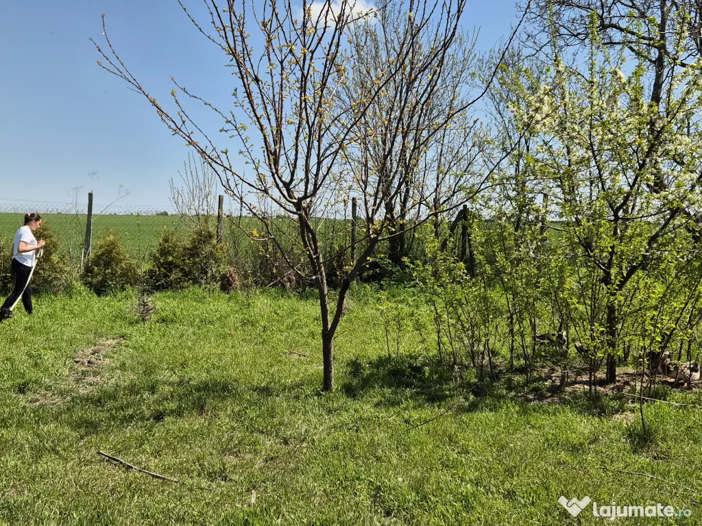 Teren 1000 mp, Oituz (Constanța)