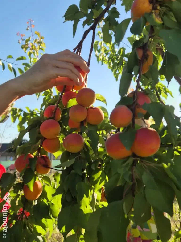 Teren 1000 mp, Oituz (Constanța)