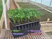 Rasad rosii ardei castraveti vinete salata varza | Rasaduri Legume 