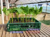 Rasad rosii ardei castraveti vinete salata varza | Rasaduri Legume 