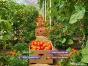 Rasad rosii ardei castraveti vinete salata varza | Rasaduri Legume 