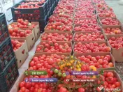 Rasad rosii ardei castraveti vinete salata varza | Rasaduri Legume 