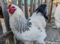 Oua Brahma, Wiandotte, Pita Pinta