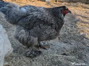 Oua Brahma, Wiandotte, Pita Pinta