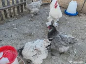 Oua Brahma, Wiandotte, Pita Pinta