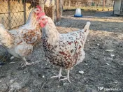 Oua Brahma, Wiandotte, Pita Pinta