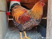 Oua Brahma, Wiandotte, Pita Pinta