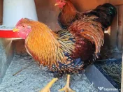 Oua Brahma, Wiandotte, Pita Pinta