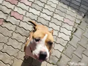 DONEZ femela amstaff 