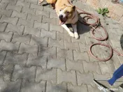 DONEZ femela amstaff 