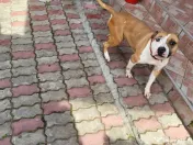 DONEZ femela amstaff 