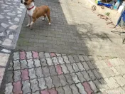 DONEZ femela amstaff 