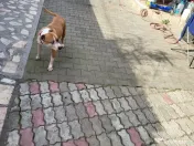 DONEZ femela amstaff 