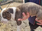 6 Pui de amstaff își caută o noua casa 