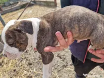 6 Pui de amstaff își caută o noua casa