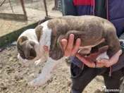 6 Pui de amstaff își caută o noua casa 