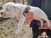 6 Pui de amstaff își caută o noua casa 