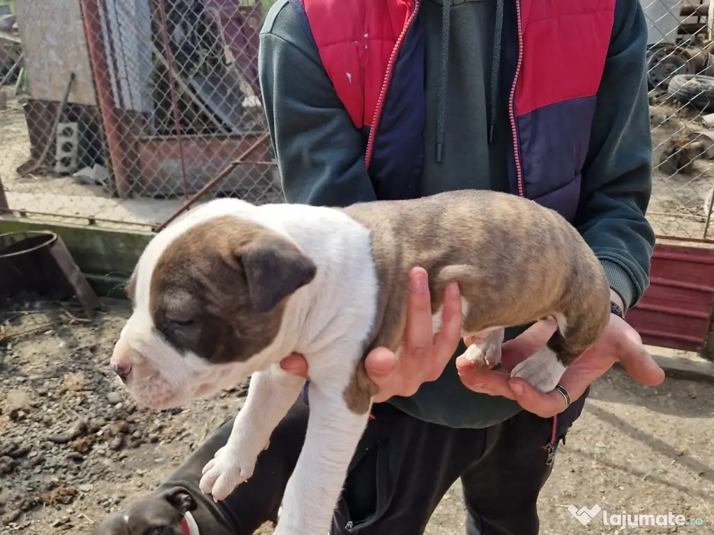 6 Pui de amstaff își caută o noua casa