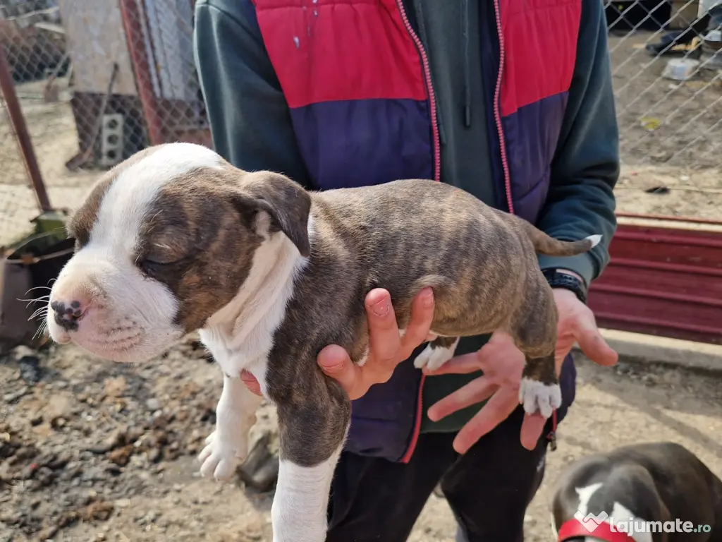 6 Pui de amstaff își caută o noua casa