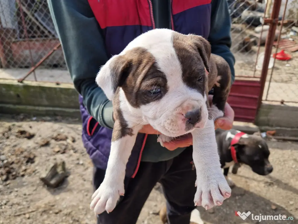 6 Pui de amstaff își caută o noua casa