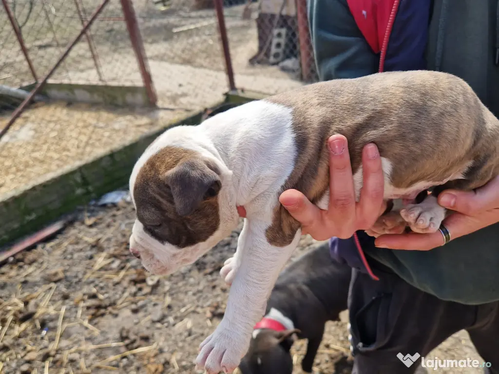 6 Pui de amstaff își caută o noua casa