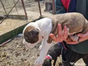 6 Pui de amstaff își caută o noua casa 