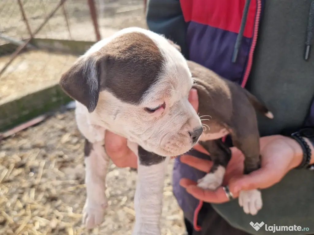 6 Pui de amstaff își caută o noua casa