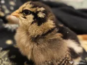 Oua incubat araucana