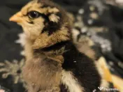 Oua incubat araucana