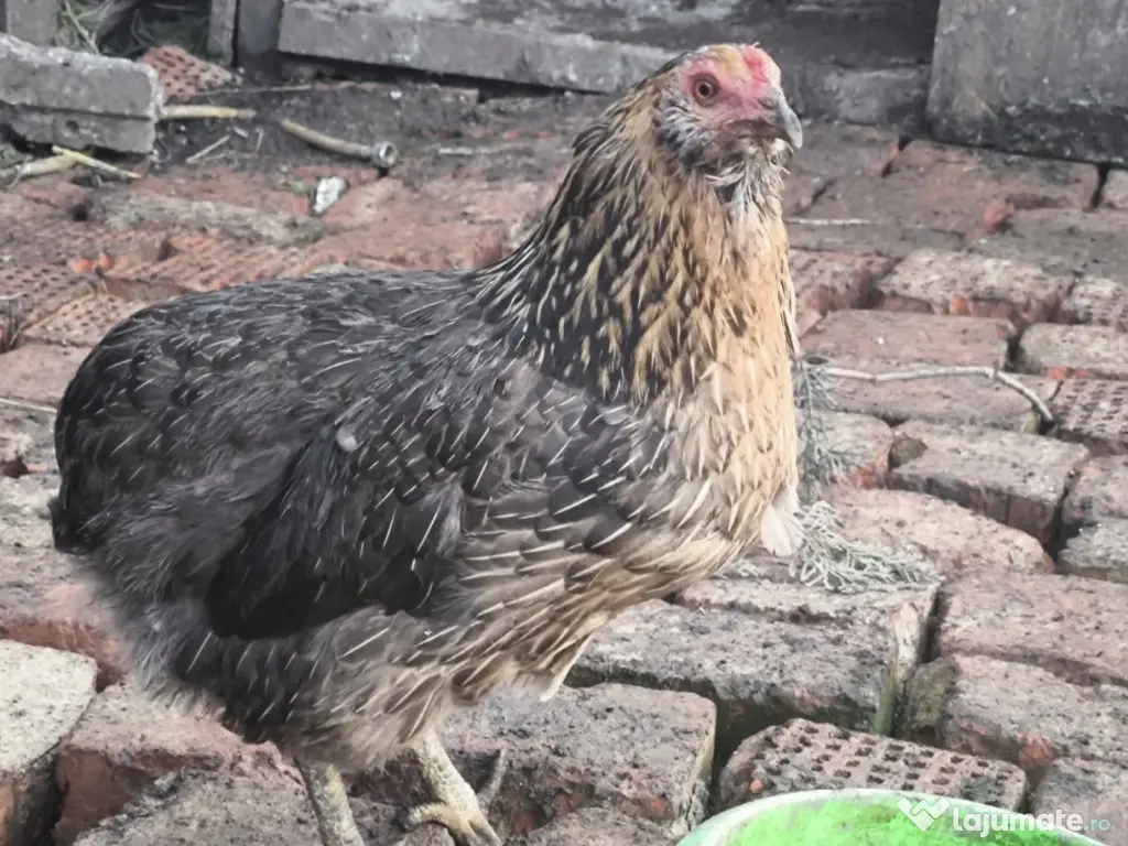 Oua incubat araucana