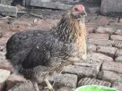 Oua incubat araucana