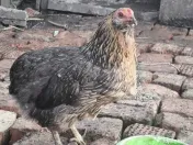 Oua incubat araucana