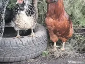 Oua incubat araucana
