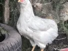 Oua incubat araucana