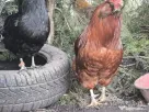 Oua incubat araucana