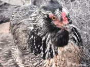 Oua incubat araucana