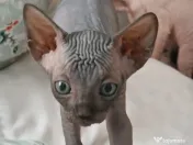 Pui Sphynx isi cauta familie 