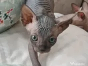 Pui Sphynx isi cauta familie 