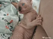 Pui Sphynx isi cauta familie 