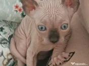 Pui Sphynx isi cauta familie 