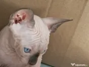 Pui Sphynx isi cauta familie 