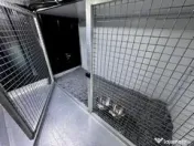 Transport câini și pisici România – Anglia | Siguranță garantată 