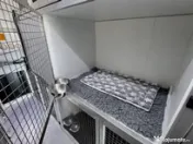 Transport câini și pisici România – Anglia | Siguranță garantată 