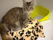 Transport câini și pisici România – Anglia | Siguranță garantată 